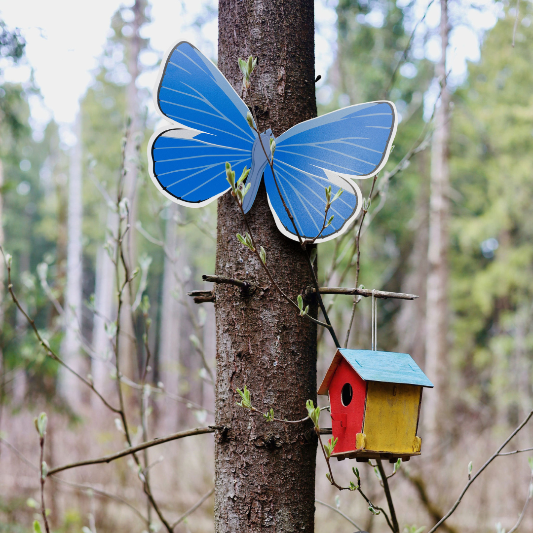 Common Blue