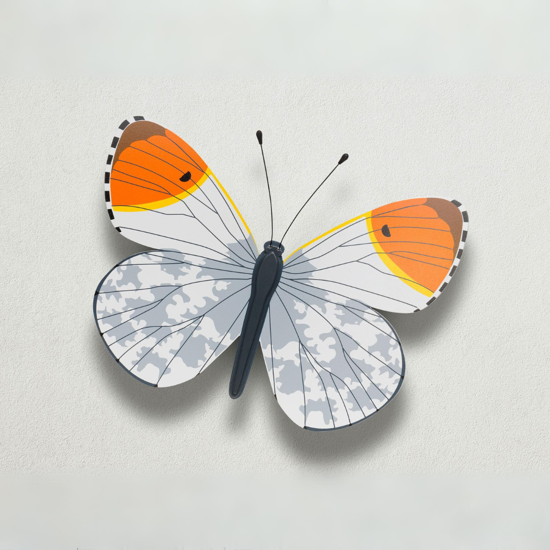 Orange Tip