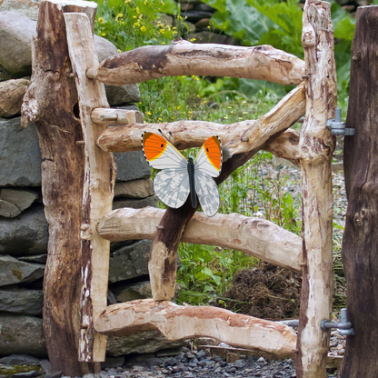 Orange Tip